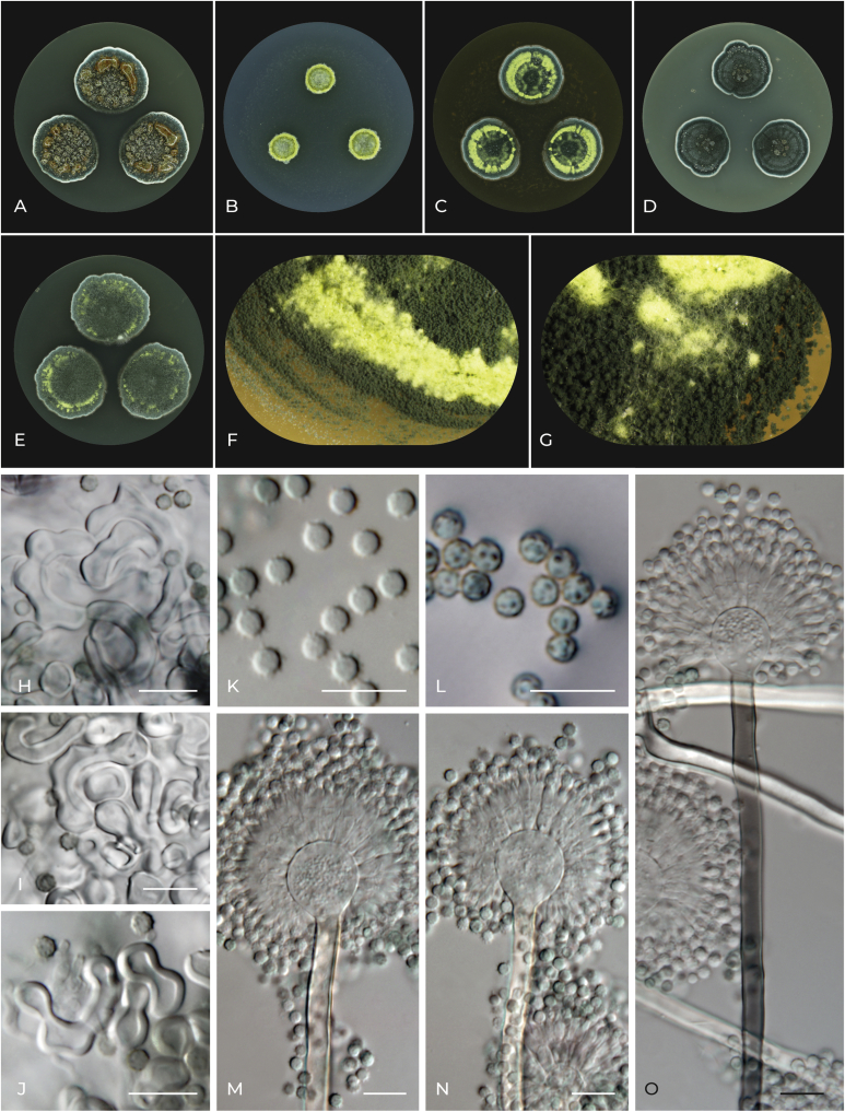 Fig. 10