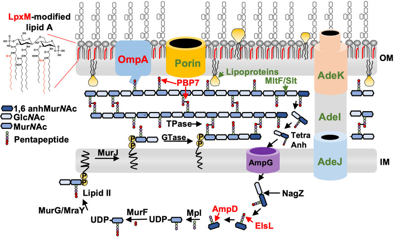 FIG 6