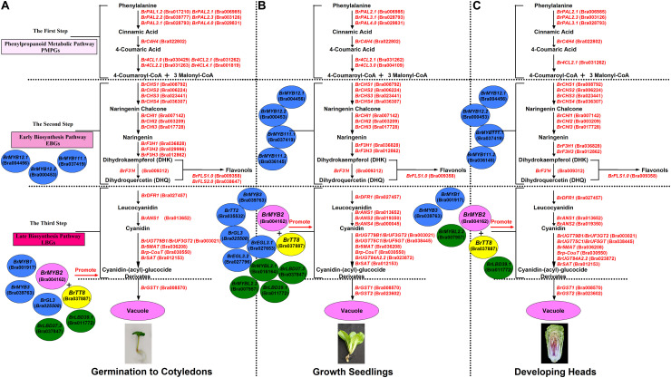 FIGURE 12