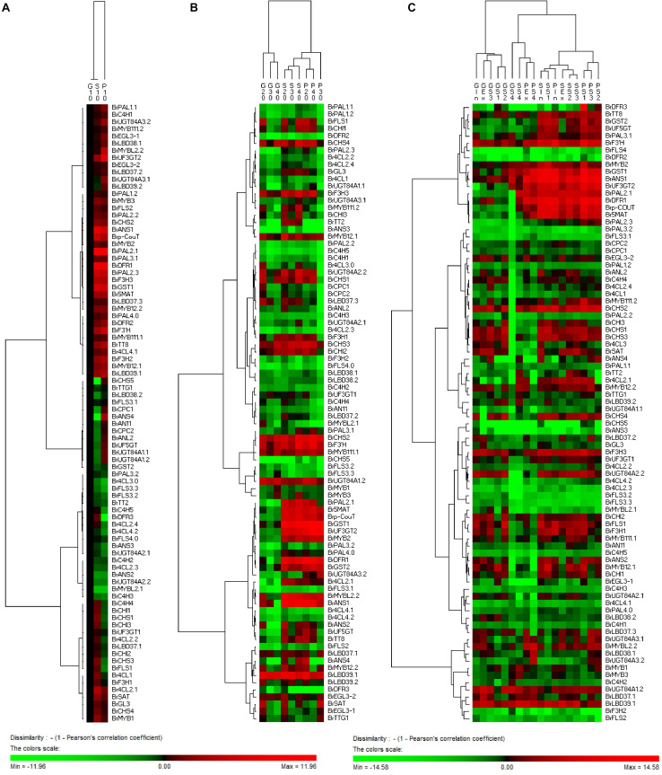 FIGURE 11