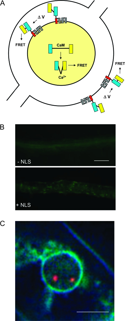 Figure 2.