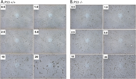 FIG. 1.