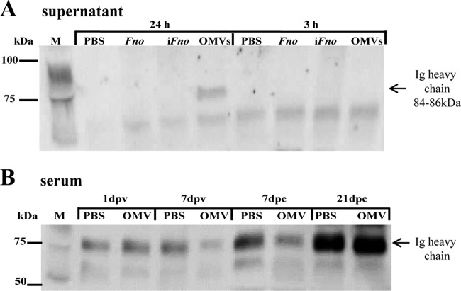 FIG 7