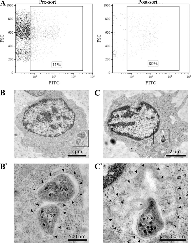 FIG 1