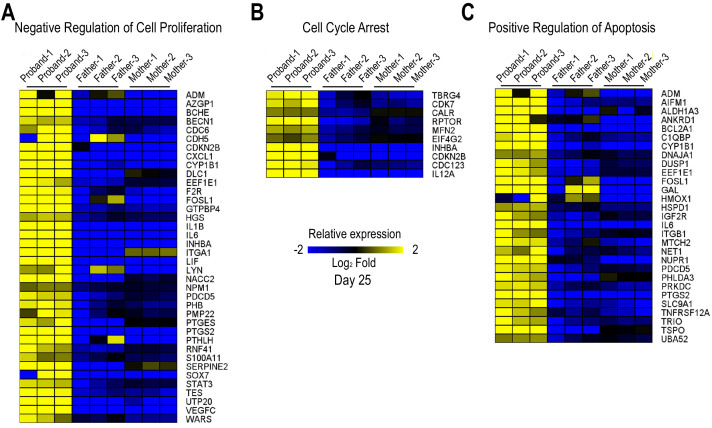 Figure 1—figure supplement 1.