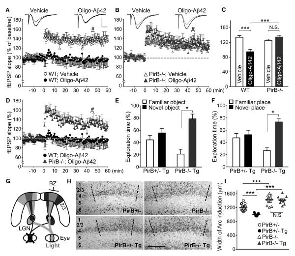 Human LilrB2 Is a β-Amyloid Receptor and Its Murine Homolog PirB ...