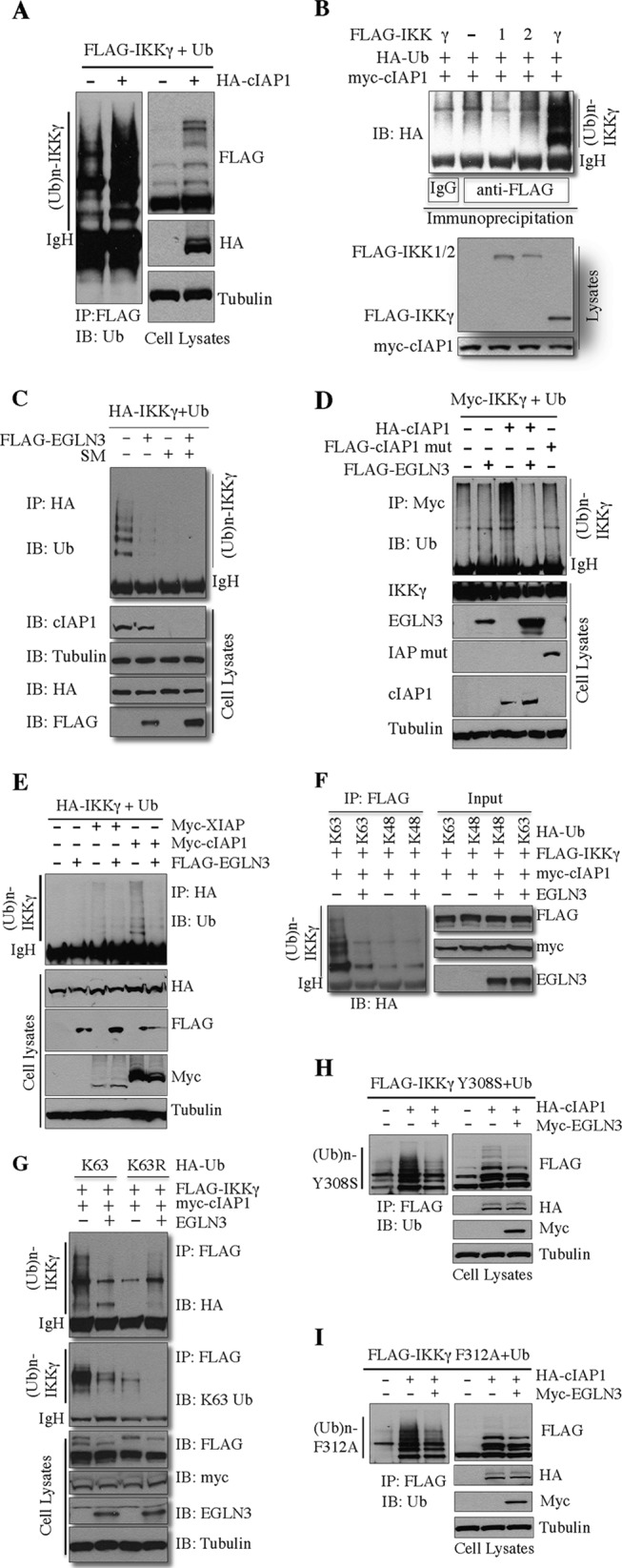 Fig 5