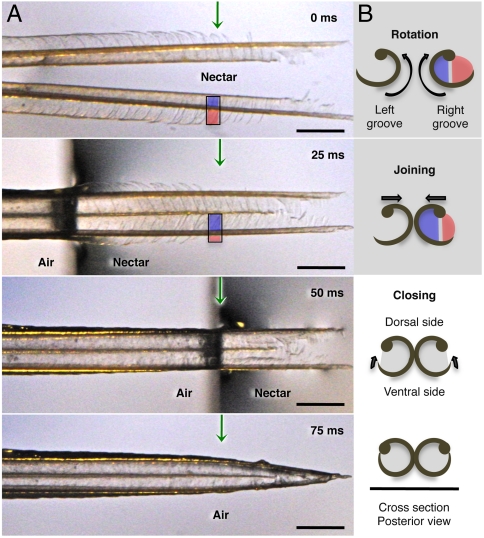 Fig. 2.