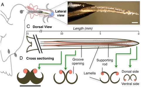 Fig. 1.