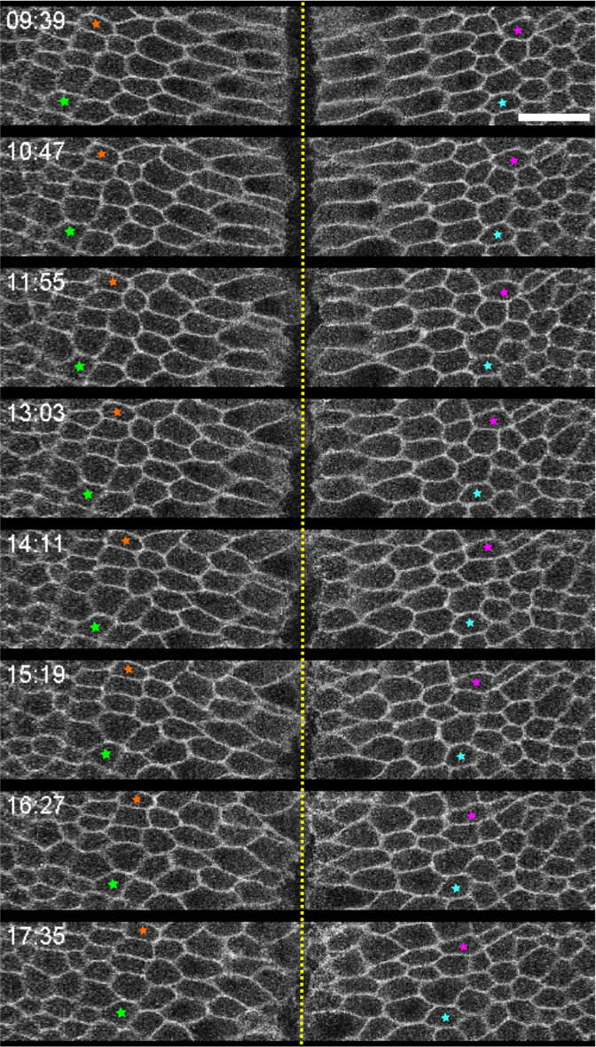 Figure 6—figure supplement 2.