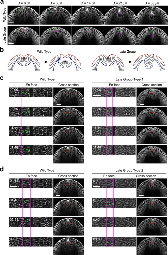 Figure 6—figure supplement 1.