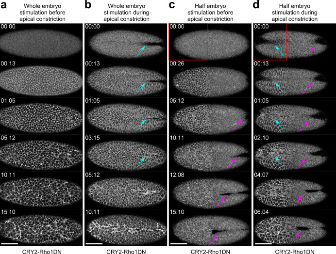 Figure 1—figure supplement 1.