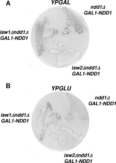 FIG. 2.