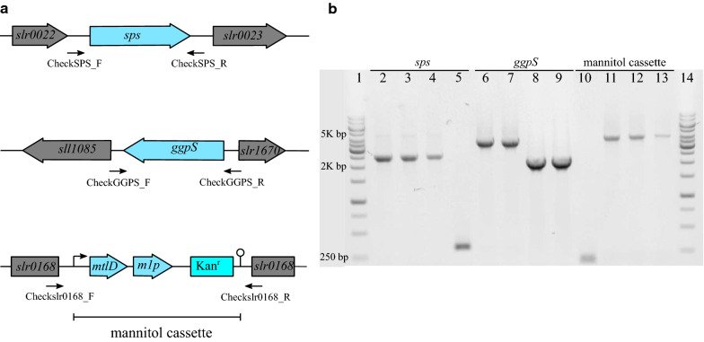 Fig. 2