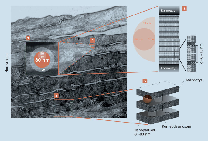 graphic file with name 105_2022_4954_Fig3_HTML.jpg