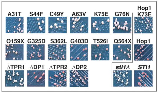 FIGURE 2