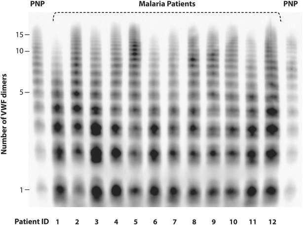 Fig. 2