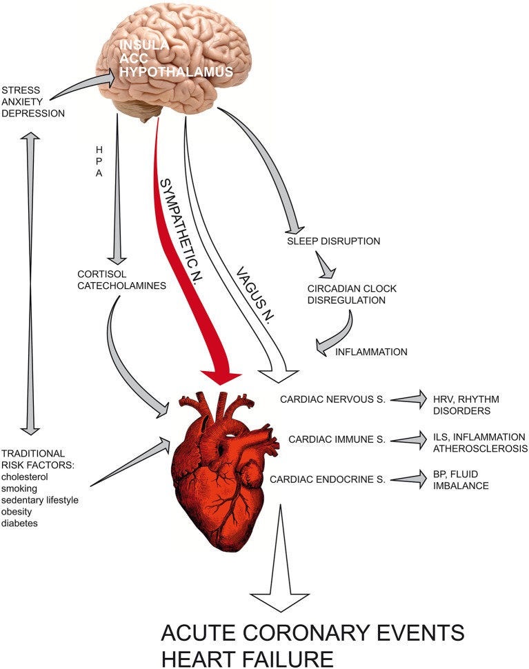 Graphical Abstract