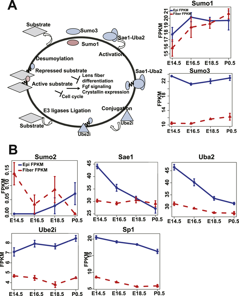 Fig. 10.