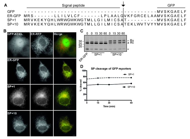 Figure 2—figure supplement 1.