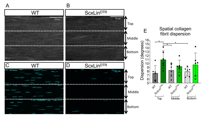 Figure 9—figure supplement 1.