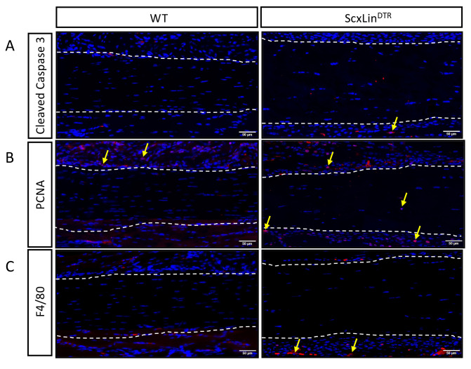 Figure 1—figure supplement 2.