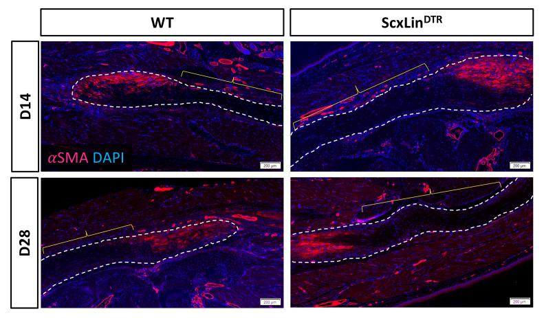 Figure 5—figure supplement 1.