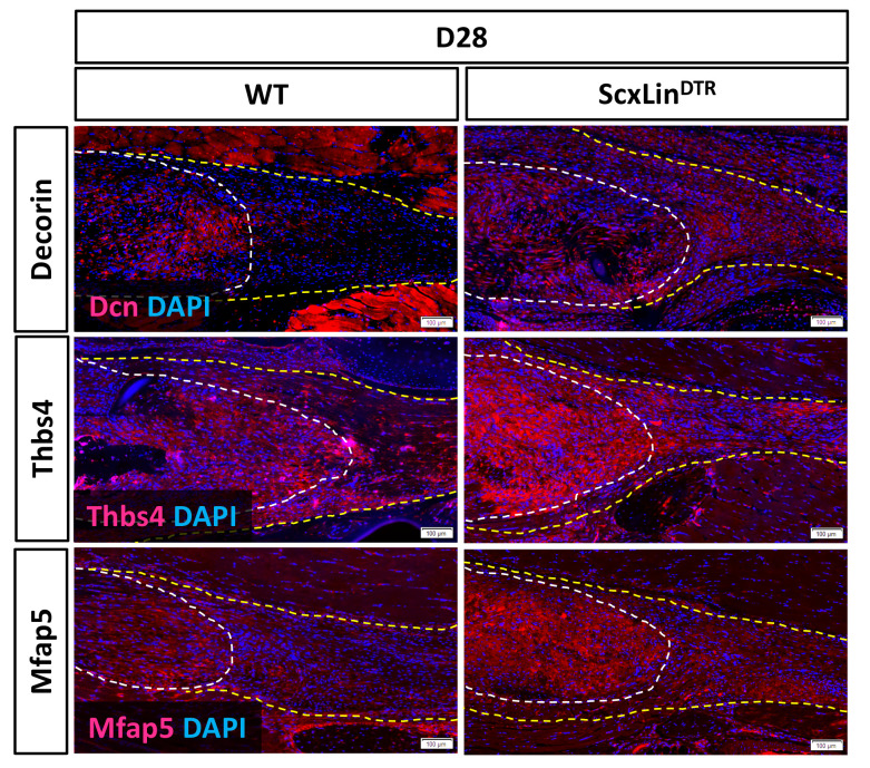 Figure 6—figure supplement 1.