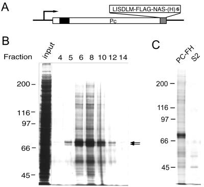 FIG. 1.