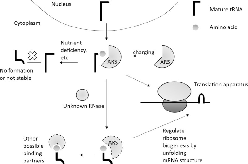 Fig 6