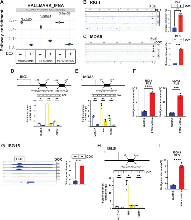 Figure 5. MUC1-C/PBRM1/IRF1 complexes induce chromatin accessibility and expression of the RIG-I, MDA5, and ISG15 genes. A, Candidate pathway enrichment plot for the IFNA response in BT-549 cells silenced for MUC1-C, IRF1, and PBRM1. B and C, Genome browser snapshots of ATAC-seq data from the RIG-I (B) and MDA5 (C) PLSs in BT-549/tet-MUC1shRNA cells treated with vehicle or DOX for 7 days (left). Chromatin was analyzed for accessibility by nuclease digestion (right). The results are expressed as the percentage of undigested chromatin (mean±SD and individual values). D and E, Schema of the RIG-I (D) and MDA5 (E) genes with localization of a PLS upstream to the TSS. Soluble chromatin from BT-549/tet-MUC1shRNA cells treated with vehicle or DOX for 7 days was precipitated with a control IgG, anti–MUC1-C, anti-IRF1 and anti-PBRM1. The DNA samples were amplified by qPCR with primers for the RIG-I (D) and MDA5 (E) PLS regions. The results (mean±SD and individual values) are expressed as relative fold enrichment as compared with that obtained with IgG (assigned a value of 1). F, Chromatin from BT-549/CshRNA and BT-549/PBRM1shRNA cells was analyzed for accessibility of the RIG-I and MDA5 PLS regions by nuclease digestion. The results are expressed as the percentage of undigested chromatin (mean±SD and individual values). G, Genome browser snapshots of ATAC-seq data from the ISG15 PLS in BT-549/tet-MUC1shRNA cells treated with vehicle or DOX for 7 days (left). Chromatin was analyzed for accessibility by nuclease digestion (right). The results are expressed as the percentage of undigested chromatin (mean±SD and individual values). H, Schema of the ISG15 gene with localization of a PLS upstream to the TSS. Soluble chromatin from BT-549/tet-MUC1shRNA cells treated with vehicle or DOX for 7 days was precipitated with a control IgG, anti-MUC1-C, anti-IRF1, and anti-PBRM1. The DNA samples were amplified by qPCR with primers for the ISG15 PLS region. The results (mean±SD and individual values) are expressed as relative fold enrichment as compared with that obtained with IgG (assigned a value of 1). I, Chromatin from BT-549/CshRNA and BT-549/PBRM1shRNA cells was analyzed for accessibility of the ISG15 PLS region by nuclease digestion. The results are expressed as the percentage of undigested chromatin (mean±SD and individual values).