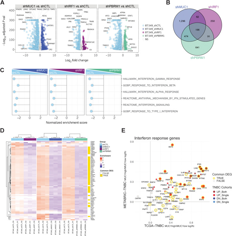 Figure 3. MUC1, PBRM1, and IRF1 regulate similar gene sets that are shared with TNBC tumors. A, RNA-seq was performed in triplicate on BT-549 cells silenced for MUC1, PBRM1, and IRF1. The datasets were analyzed for effects of MUC1-C silencing on repressed and activated genes as depicted by the Volcano plots. B, Venn diagram depicting the overlap of 196 downregulated genes in BT-549 cells silenced for MUC1, IRF1, and PBRM1(Supplementary Table S3). C, RNA-seq datasets from BT-549 cells silenced for MUC1, IRF1, and PBRM1 were analyzed with GSEA for enrichment distribution using the indicated IFN-related gene signatures. D, Heatmaps of 72 common genes between the HALLMARK INTERFERON GAMMA RESPONSE and HALLMARK INTERFERON ALPHA RESPONSE signatures in BT-549 cells silenced for MUC1, IRF1, and PBRM1. The row indicator shows the 45 common genes from the 196 DEGs identified in B (yellow, Supplementary Table S4). E, Common up- and downregulated IFN response genes (detectable 66 genes out of 72 genes) in MUC1-high versus MUC1-low TNBC tumors from the METABRIC and TCGA-BRCA datasets. The outline (gold/gray) represents common DEGs in BT549 cells identified in D. The red/gray/blue dot indicates significantly up/downregulated genes (MUC1high vs. MUC1low) in one or both of the TCGA-BRCA/METABRIC cohorts.