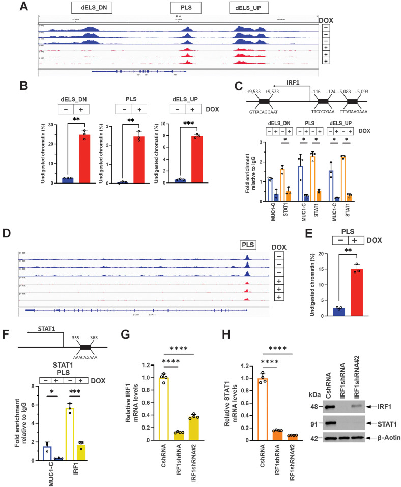 Figure 1. MUC1-C drives chromatin accessibility and activation of IRF1 and STAT1. A, Genome browser snapshots of ATAC-seq data from the IRF1 gene in BT-549/tet-MUC1shRNA cells treated with vehicle or DOX for 7 days. B, Chromatin was analyzed for accessibility by nuclease digestion. The results are expressed as the percentage of undigested chromatin (mean±SD and individual values). C, Schema of the IRF1 gene highlighting positioning of a promoter-like signature (PLS) and distal enhancer-like signatures (dELS) downstream (dELS-DN) and upstream (dELS-UP) to the TSS. Soluble chromatin from BT-549/tet-MUC1shRNA cells treated with vehicle or DOX for 7 days was precipitated with a control IgG, anti–MUC1-C and anti-STAT1. The DNA samples were amplified by qPCR with primers for the indicated IRF1 regions. The results (mean±SD and individual values) are expressed as fold-enrichment as compared with that obtained from control IgG-precipitated chromatin (assigned a value of 1). D and E, Genome browser snapshot of ATAC-seq data from the STAT1 PLS region in BT-549/tet-MUC1shRNA cells treated with vehicle or DOX for 7 days (D). Chromatin was analyzed for accessibility by nuclease digestion (E). The results are expressed as the percentage of undigested chromatin (mean±SD and individual values). F, Schema of the STAT1 gene with localization of a PLS upstream to the TSS. Soluble chromatin from BT-549/tet-MUC1shRNA cells treated with vehicle or DOX for 7 days was precipitated with a control IgG, anti–MUC1-C and anti-IRF1. The DNA samples were amplified by qPCR with primers for the STAT1 PLS region. The results (mean±SD and individual values) are expressed as relative fold enrichment as compared with that obtained with IgG (assigned a value of 1). G, BT-549/CshRNA, BT-549/IRF1shRNA and BT-549/IRF1shRNA#2 cells were analyzed for IRF1 and STAT1 mRNA levels by qRT-PCR. The results (mean±SD and individual values) are expressed as relative mRNA levels as compared with that obtained in CshRNA cells (assigned a value of 1). H, Lysates were immunoblotted with antibodies against the indicated proteins.