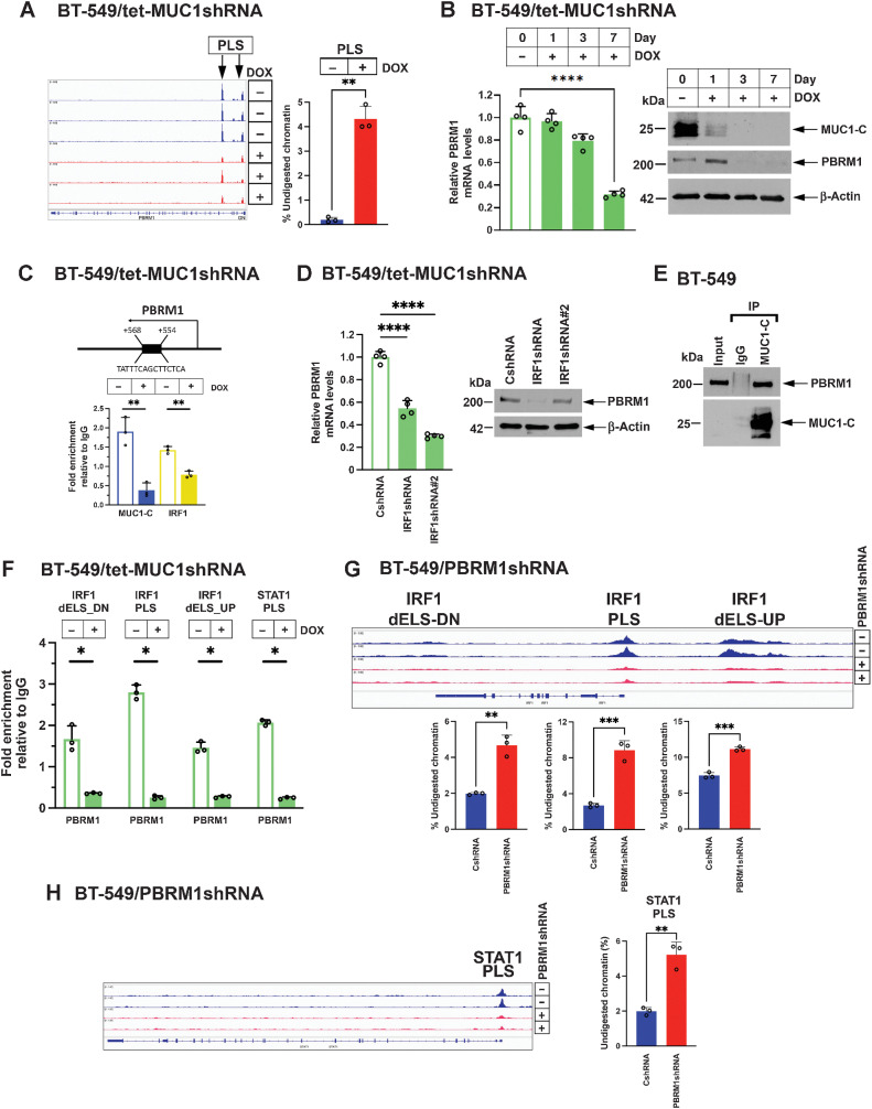 Figure 2. MUC1-C regulates PBRM1 expression and function in activating the STAT1 and IRF1 genes. A, Genome browser snapshots of ATAC-seq data from the PBRM1 gene in BT-549/tet-MUC1shRNA cells treated with vehicle or DOX for 7 days (left). Chromatin was analyzed for accessibility by nuclease digestion (right). The results are expressed as the percentage of undigested chromatin (mean±SD and individual values). B, BT-549/tet-MUC1shRNA cells treated with vehicle or DOX for the indicated days were analyzed for PBRM1 mRNA levels by qRT-PCR (left). The results (mean±SD and individual values) are expressed as relative mRNA levels as compared with that obtained in control vehicle-treated cells (assigned a value of 1). Lysates were immunoblotted with antibodies against the indicated proteins (right). C, Schema of the PBRM1 gene with localization of a PLS downstream to the TSS. Soluble chromatin from BT-549/tet-MUC1shRNA cells treated with vehicle or DOX for 7 days was precipitated with a control IgG, anti–MUC1-C and anti-IRF1. The DNA samples were amplified by qPCR with primers for the PBRM1 PLS region. The results (mean±SD and individual values) are expressed as relative fold enrichment as compared with that obtained with IgG (assigned a value of 1). D, BT-549/CshRNA, BT-549/IRF1shRNA and BT-549/IRF1shRNA#2 cells were analyzed for PBRM1 mRNA levels by qRT-PCR (left). The results (mean±SD and individual values) are expressed as relative mRNA levels as compared with that obtained in control vehicle-treated cells (assigned a value of 1). Lysates were immunoblotted with antibodies against the indicated proteins (right). E, Nuclear lysates from BT-549 cells were precipitated with a control IgG and anti–MUC1-C. Input proteins and precipitates were immunoblotted with antibodies against the indicated proteins. F, Soluble chromatin from BT-549/tet-MUC1shRNA cells treated with vehicle or DOX for 7 days was precipitated with a control IgG and anti-PBRM1. The DNA samples were amplified by qPCR with primers for the indicated IRF1 and STAT1 regions. The results (mean±SD and individual values) are expressed as fold-enrichment as compared with that obtained from control IgG-precipitated chromatin (assigned a value of 1). G, Genome browser snapshots of ATAC-seq data from the indicated IRF1 regions in BT-549/CshRNA and BT-549/PBRM1shRNA cells. Chromatin from the indicated IRF1 regions was analyzed for accessibility by nuclease digestion. The results are expressed as the percentage of undigested chromatin (mean±SD and individual values). H, Genome browser snapshots of ATAC-seq data from the STAT1 PLS in BT-549/CshRNA and BT-549/PBRM1shRNA cells. Chromatin was analyzed for accessibility by nuclease digestion. The results are expressed as the percentage of undigested chromatin (mean±SD and individual values).