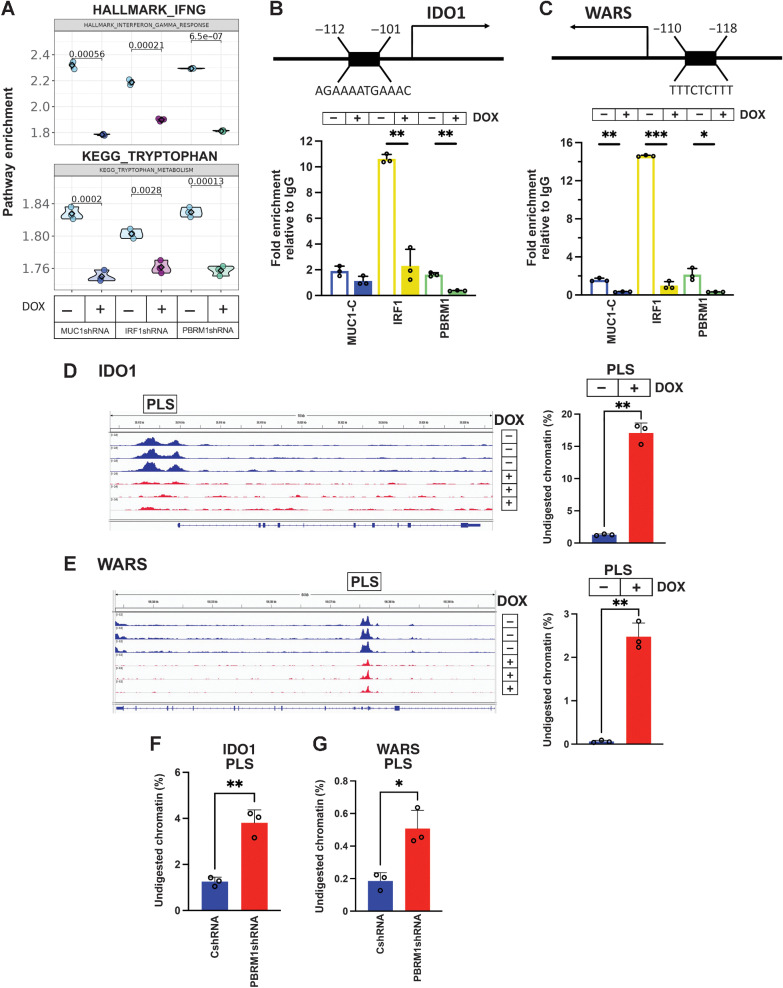 Figure 4. MUC1-C/PBRM1/IRF1 complexes induce chromatin accessibility and expression of the IDO1 and WARS genes. A, Candidate pathway enrichment plot for the IFNG response and tryptophan metabolism in BT-549 cells silenced for MUC1-C, IRF1, and PBRM1. B, Schema of the IDO1 gene with localization of a PLS upstream to the TSS. Soluble chromatin from BT-549/tet-MUC1shRNA cells treated with vehicle or DOX for 7 days was precipitated with a control IgG, anti-MUC1-C, anti-IRF1, and anti-PBRM1. The DNA samples were amplified by qPCR with primers for the IDO1 PLS region. The results (mean±SD and individual values) are expressed as relative fold enrichment as compared with that obtained with IgG (assigned a value of 1). C, Schema of the WARS gene with localization of a PLS upstream to the TSS. Soluble chromatin from BT-549/tet-MUC1shRNA cells treated with vehicle or DOX for 7 days was precipitated with a control IgG, anti–MUC1-C, anti-IRF1, and anti-PBRM1. The DNA samples were amplified by qPCR with primers for the WARS PLS region. The results (mean±SD and individual values) are expressed as relative fold enrichment as compared with that obtained with IgG (assigned a value of 1). D and E, Genome browser snapshots of ATAC-seq data from the IDO1 (D) and WARS (E) PLS regions in BT-549/tet-MUC1shRNA cells treated with vehicle or DOX for 7 days (left). Chromatin was analyzed for accessibility by nuclease digestion (right). The results are expressed as the percentage of undigested chromatin (mean±SD and individual values). F and G, Chromatin from BT-549/CshRNA and BT-549/PBRM1shRNA cells was analyzed for accessibility of the IDO1 (F) and WARS (G) PLS regions by nuclease digestion. The results are expressed as the percentage of undigested chromatin (mean±SD and individual values).