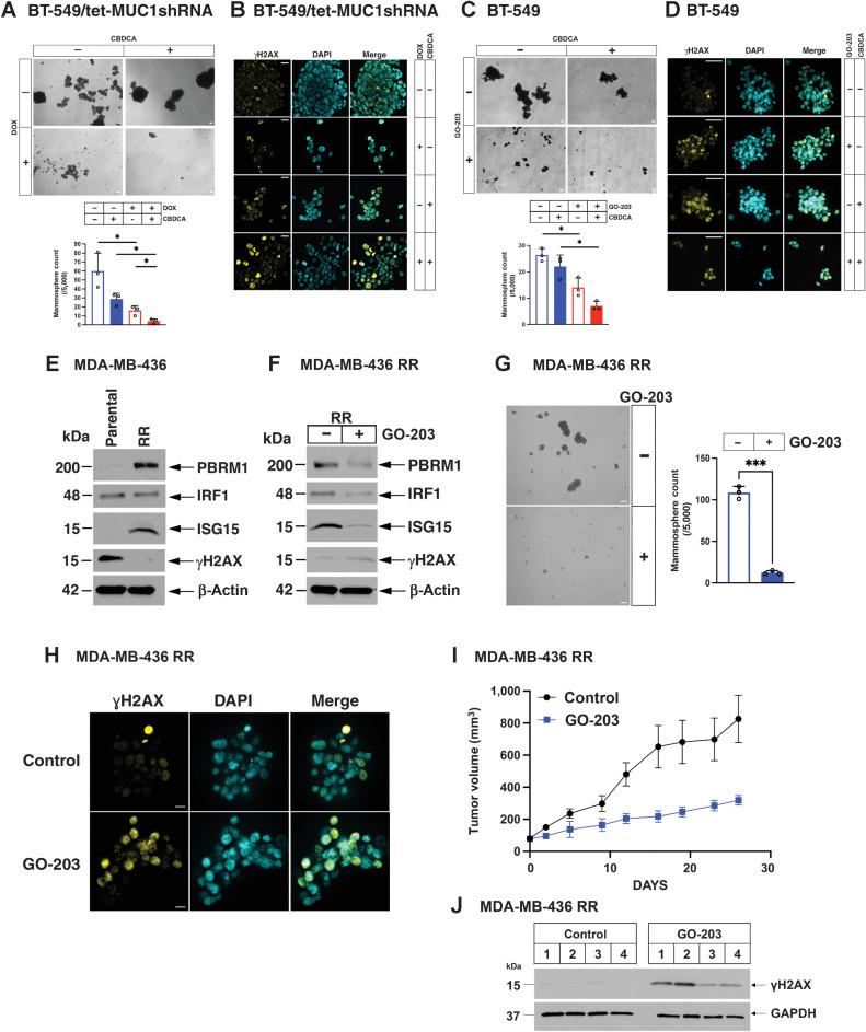 Figure 6. Targeting MUC1-C in TNBC CSCs inhibits self-renewal capacity and circumvents DNA damage resistance. A BT-549/tet-MUC1shRNA cells were treated with vehicle or DOX for 7 days and then assayed for tumorsphere formation in the absence and presence of 0.2 μmol/L CBCDA for 7 days (A, top); scale bar, 100 μm. The results (mean±SD of 3 biological replicates) are expressed as the number of mammospheres (A, lower). B, BT-549/tet-MUC1shRNA mammospheres treated with vehicle or DOX in the absence and presence of 2 μmol/L CBCDA for 2 days were assayed by ICC analysis for visualization of γH2AX foci; scale bar, 50 μm. C, BT-549 cells treated with vehicle or 0.75 μmol/L GO-203 in the absence and presence of 0.2 μmol/L CBCDA were assayed for mammosphere formation at 8 days (top); scale bar, 100 μm. The results (mean ± SD of 3 biological replicates) are expressed as the number of mammospheres (bottom). D, BT-549 mammospheres treated with vehicle or 2.5 μmol/L GO-203 in the absence and presence of 2 μmol/L CBCDA for 2 days were assayed by ICC analysis for visualization of γH2AX foci; scale bar, 50 μm. E, Lysates from parental MDA-MB-436 and olaparib-resistant MDA-MB-436RR cells were immunoblotted with antibodies against the indicated proteins. F, MDA-MB-436RR cells treated with 5 μmol/L GO-203 for 2 days were immunoblotted with antibodies against the indicated proteins. G, MDA-MB-436RR cells treated with vehicle or 5 μmol/L GO-203 were assayed for mammosphere formation at 7 days (left); scale bar, 100 μm. The results (mean±SD of 3 biological replicates) are expressed as the number of mammospheres (right). H, MDA-MB-436RR mammospheres treated with vehicle or 2.5 μmol/L GO-203 for 2 days were assayed by ICC analysis for visualization of γH2AX foci; scale bar, 50 μm. I, Six-week-old nude mice were injected subcutaneously in the flank with 3×106 MDA-MB-436RR cells. Mice pair-matched into two groups when tumors reached 100 to 150 mm3 were treated intraperitoneally daily with PBS or GO-203 for 26 days. Tumor volumes are expressed as the mean±SEM for 6 mice. J, Lysates from tumors exposed for 5 days to GO-203 were immunoblotted with antibodies against the indicated proteins.