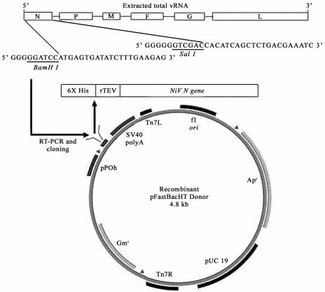 FIG. 1.