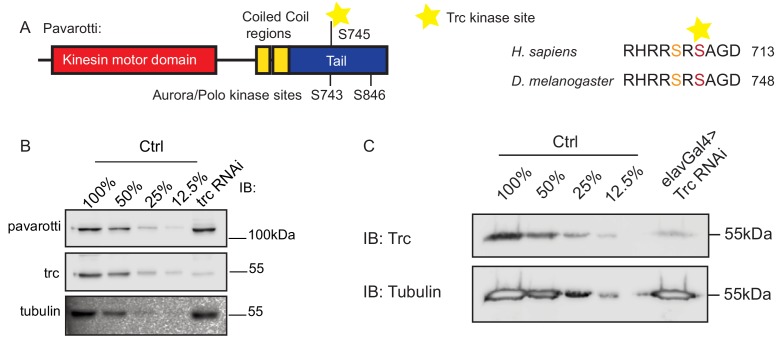 Figure 1—figure supplement 1.