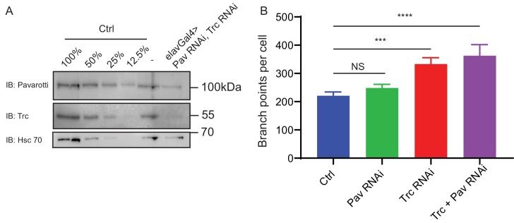 Figure 5—figure supplement 1.