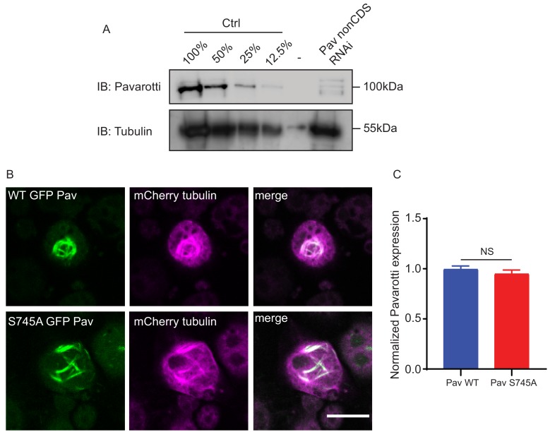 Figure 3—figure supplement 1.