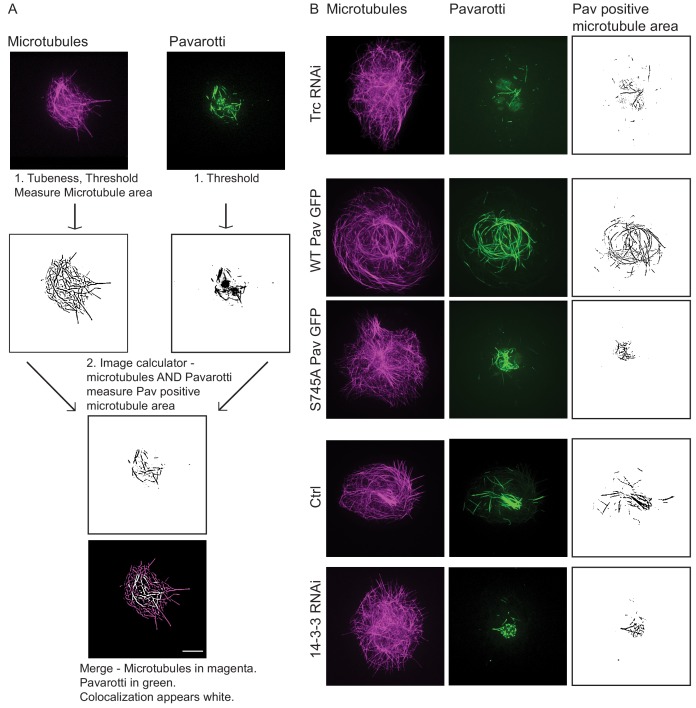 Figure 3—figure supplement 2.