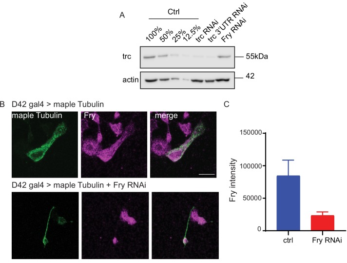 Figure 2—figure supplement 1.