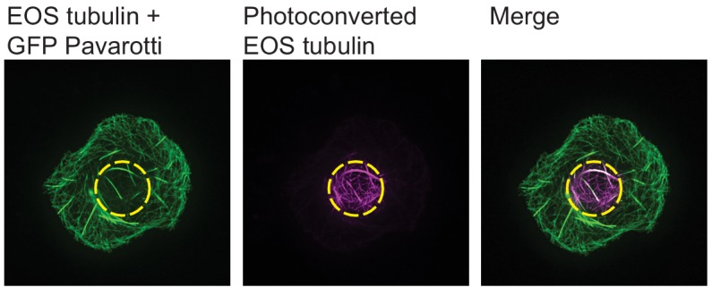 Figure 4—figure supplement 1.