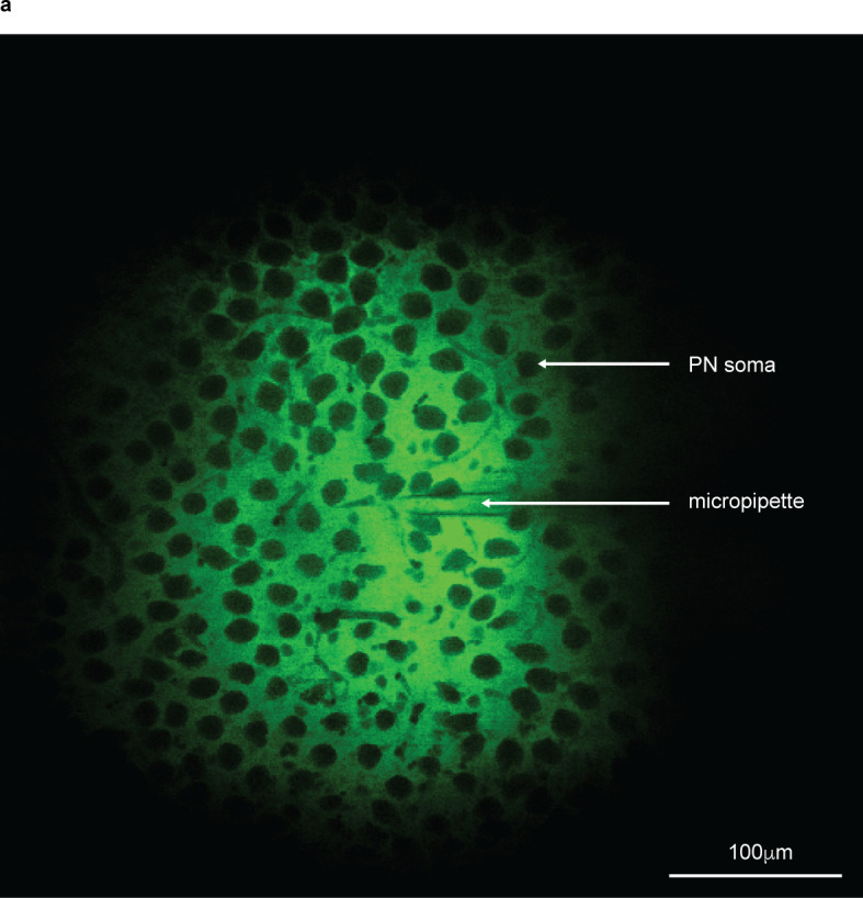 Figure 1—figure supplement 1.