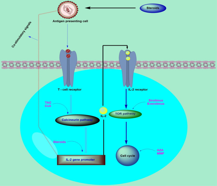 Fig. 2