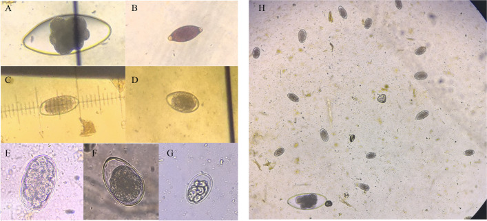 Fig. 5