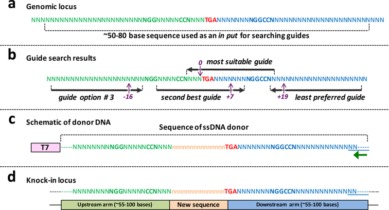 Easi-CRISPR protocol for creating knock-in and conditional knockout ...