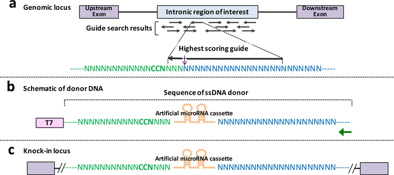 Easi-CRISPR protocol for creating knock-in and conditional knockout ...