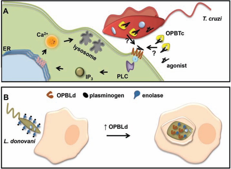 Fig. (5)