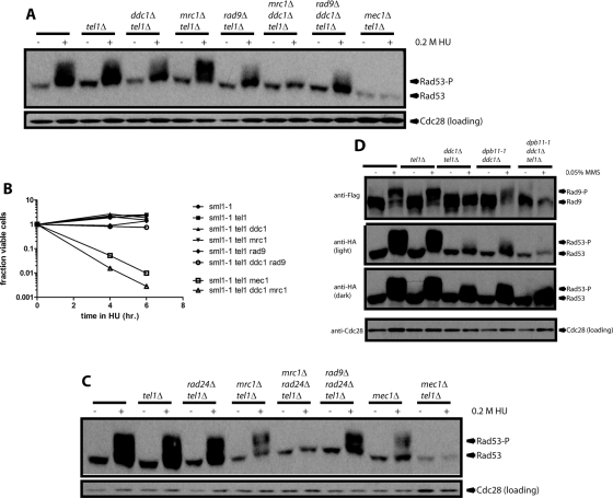 FIGURE 4: